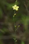 Ridged yellow flax